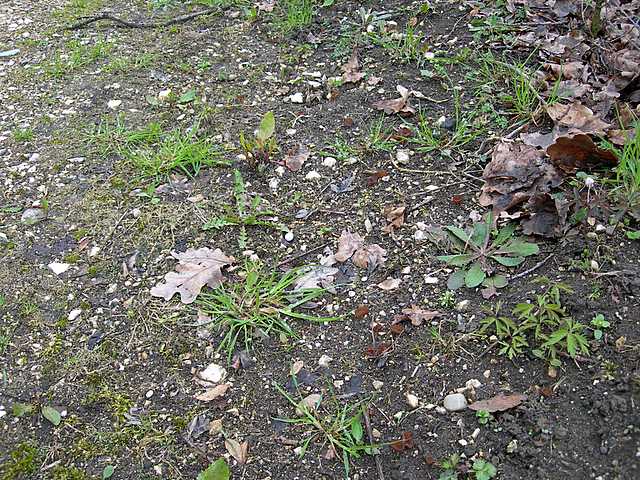 La Flora primaverile nell''areale basilese